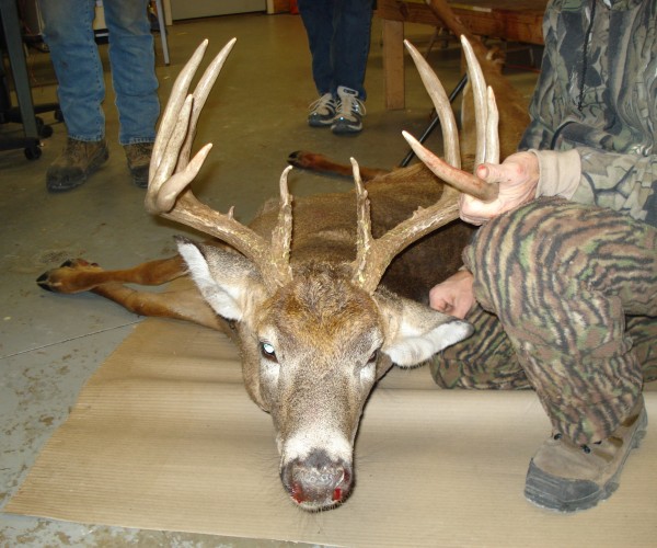 2007 deer 085.jpg